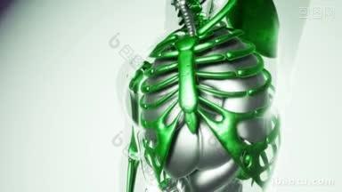 人体肺模型,包括所有器官和骨骼
